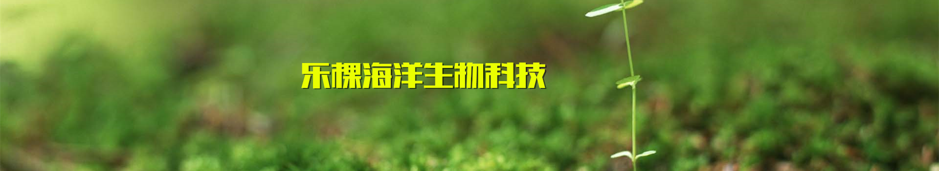 小肽鱼蛋白原液